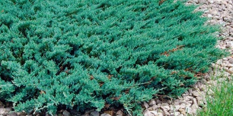 Juniper horizontalno plavi čips